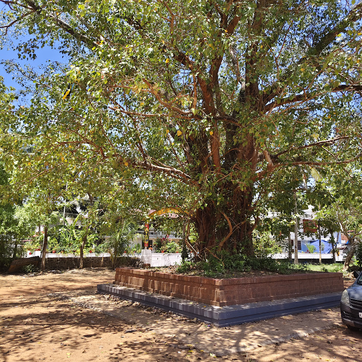 Sacred Banyan Tree in Kerala Kavu — ആൽമരം