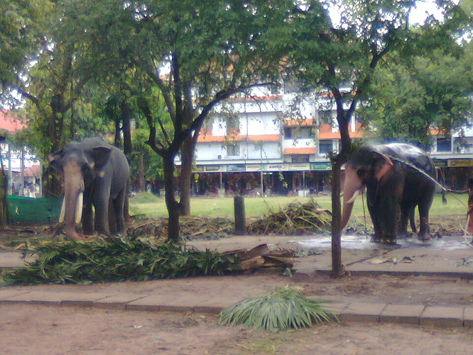 Caparisoned elephants at Guruvayur Temple festival, Thrissur, Kerala — the sacred temple elephants of Punnathur Kotta