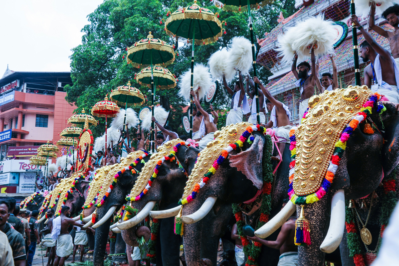 Caparisoned elephants with Venchamaram (white chamara fans) at Thrissur Pooram, Thekkinkadu Maidan