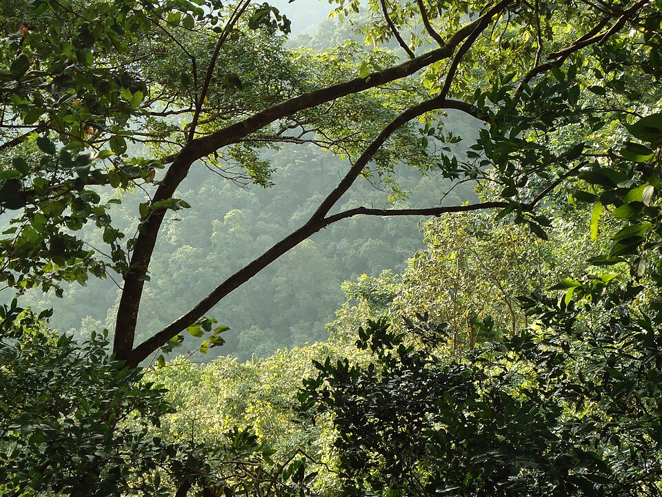 Dense green forest canopy along the Sabarimala pilgrimage route inside Periyar Tiger Reserve, Western Ghats, Kerala