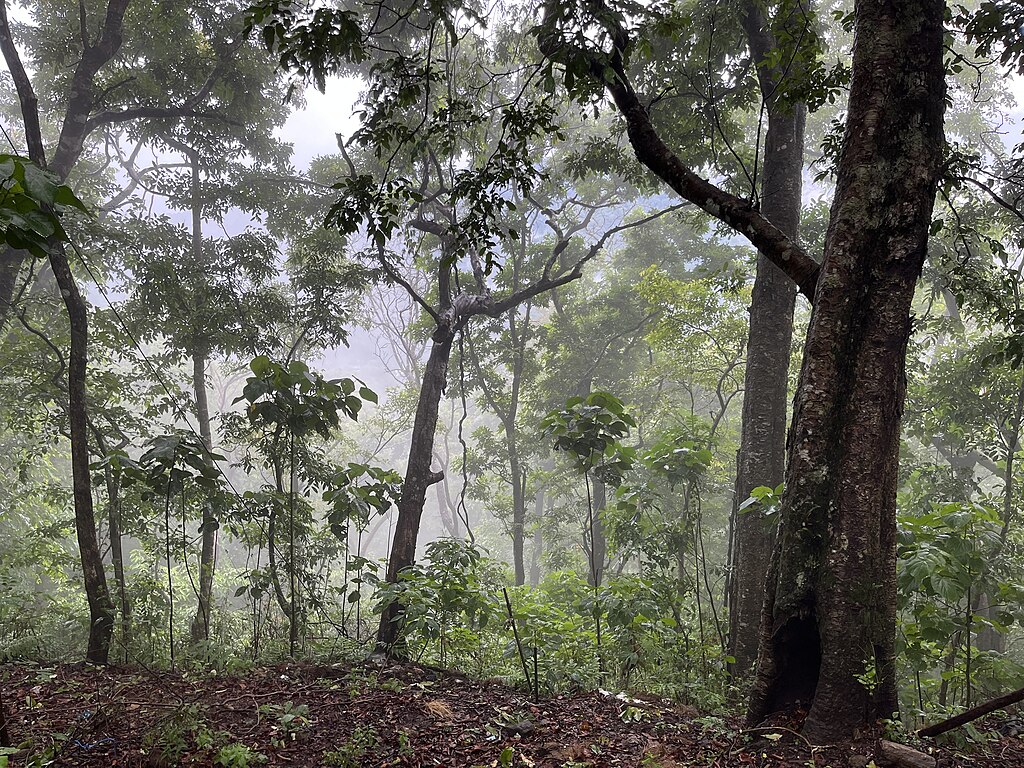 Ancient Western Ghats forest surrounding Sabarimala inside Periyar Tiger Reserve, Kerala